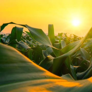 Green Corn Field In Agricultural Garden And Light Shines Sunset